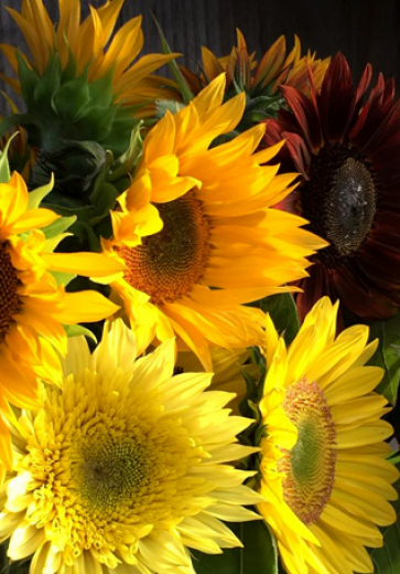 rinla-sidebar-latest-news-sunflowers